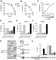 Image result for Black 1999 AAV