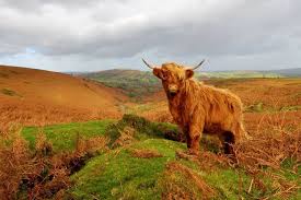 Miniature scottish highland cattle drinking martinis pop art print 8x10 cow farm. Everything You Want To Know About Fluffy Cows