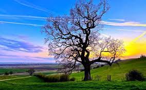 Choose from hundreds of free desktop wallpapers. 24 Pc Wallpapers Free Download Ryan Wallpaper