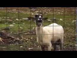 When you visit any website, it may store or retrieve information on your browser, mostly in the form of cookies. Cabra Gritando Youtube