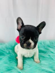 All of the puppies pictured in this section are available puppies in our store! Royal Woods Frenchie S Pet Services