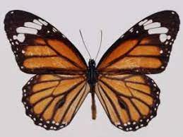 Mariposas Los Lepidopteros Invertebrados