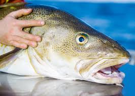 Ohne den fisch auszunehmen ohne bauchlappen aber. Angeln Auf Skrei Der Grosse Dorsch Im Norden Norwegens