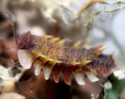 Image result for Disa brevicornis