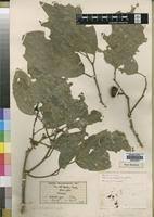 Image result for Strombosia scheffleri