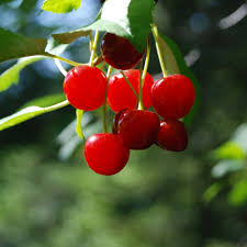 Cerisier Nain Cherry Boop Prunus X Arbre Fruitier Nain Arbre Fruitier Cerisier Nain