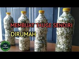 Tahu dan tauge merupakan dua bahan masakan yang mudah ditemukan di pasar dan harganya pun terbilang murah. 9 Ide Cara Membuat Taoge Taoge Cincau Kecambah