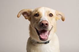 Pin By Stef Mishica On Photography Dog Photography Studio Dog Portraits Dog Photography