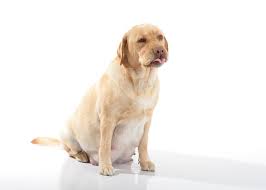An ultrasound is the best way to find out if a dog is pregnant early on in gestation. How To Tell If Your Dog Is Pregnant