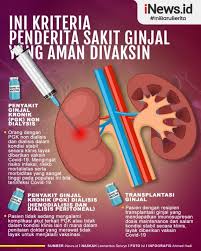 Prevalensi pgk meningkat seiring meningkatnya jumlah penduduk usia lanjut dan. Infographics On The Criteria For Kidney Disease Patients To Be Safe For Vaccines Netral News