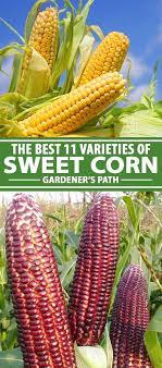 The Best 11 Varieties Of Sweet Corn To Grow At Home Gardener S Path Growing Sweet Corn Corn Seed Growing Corn