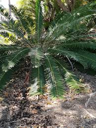Image result for Encephalartos chimanimaniensis