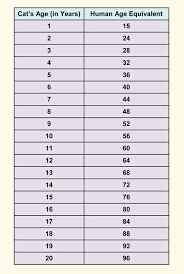 63 Interpretive Cat Years Versus Dog Years