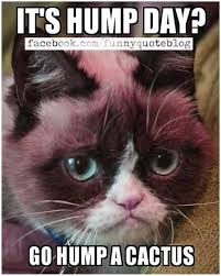 Funny Wednesday Meme Images Pictures And Photos Funny Hump Day Memes Funny Wednesday Quotes Funny Wednesday Memes