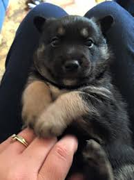 Tell us your search criteria and. Dogsandpupsdaily Baby German Shepherds Husky Mix Cute Animal Pictures