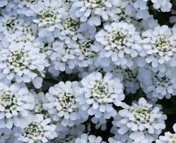 Candytuft, (genus iberis), genus of about 40 species of eurasian plants of the mustard family candytufts are generally herbaceous annuals or perennials, and most species are native to the. Candytufts Look Like Starbursts Otago Daily Times Online News