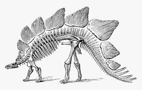 Where can i find black and white dinosaurs clipart? Dinosaur Fossil Black And White Hd Png Download Transparent Png Image Pngitem