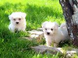 Maltese Terrier Kopek Ilanlari Ve Ozellikleri Sahibimolurmusun Com
