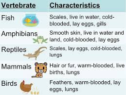 Five main classes of animals with backbones. Mammals Vertebrates Or Animals With Backbones Omission Pets Lovers