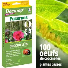 100 Oeufs De Coccinelles Contre Pucerons Plantes Basses Vente Au Meilleur Prix Jardins Animes