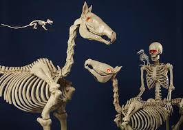 No Bones About It Animal Skeletons Are Hot For Halloween Animal Skeletons Halloween Skeleton Decorations Horse Skeleton Halloween