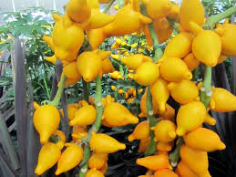 Image result for Solanum mammosum