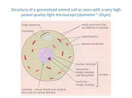 Below is a picture of two euglena organisms, seen just after reproduction. Q14 Draw A Large Diagram Of An Animal Cell As Seen Through An Electron Microscope Label The Parts Brainly In