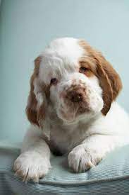 Pin By Amanda Torres On Photography Pets Clumber Spaniel Clumber Spaniel Puppy Animals Beautiful