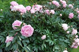 Kedvelt kerti növény, de a zengő oldalában vadon is pompázik. Paeonia Lactiflora Eco Mix Punkosdi Rozsa Gazdasagos Szin Keverek Plantheon Diszfaiskola