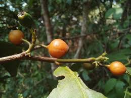 Image result for Aidia micrantha