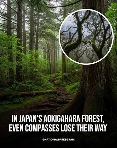 Deep in Japan lies Aokigahara Forest, also called the Sea of Trees, at the  foot of Mount Fuji. Its dense volcanic terrain can disrupt compasses,  making navigation difficult and giving the forest