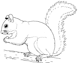 Funny red cheeked squirrel riding on carriage vector. Printable Squirrel Coloring Pages Squirrel Coloring Page Bird Coloring Pages Super Coloring Pages