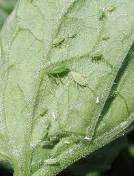 4 interesting facts about bed bugs. Tomato Diseases Part 3 Insects Farmtek Blog