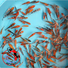 Pakar koi dari kolam sendiri. Bibit Ikan Koi 5 7cm Murah Shopee Indonesia