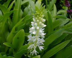 Image result for Eucomis zambesiaca