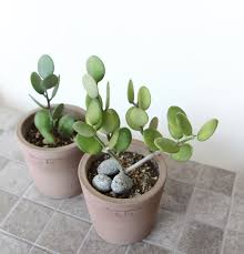 Silver Dollar Plant Xerosicyos Danguyi Silver Dollar Plant Plants Pretty Plants