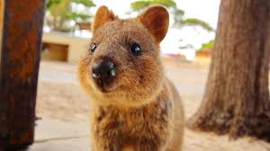 Quokka Facts Mental Floss