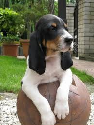 Image result for bernský honič