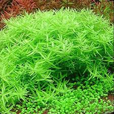 Image result for Rotala juniperina