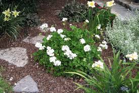 Moon gardens are designed for nighttime relaxing. Perennials Forum Moon Gardens Garden Org