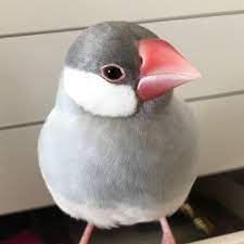 飼い主 もう 寝る なんていうか 自分の可愛い角度知り尽くしてるね 飼い主も見習わないとね 最近写真撮られるのご無沙汰 文鳥 文鳥と暮らす 文鳥が可愛すぎてツライ 文鳥かわいい 文鳥好きな人と繋がりたい 文鳥なしでは生きられない 今日の萌え死に 罪