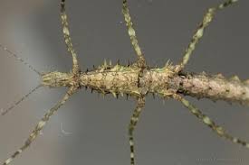 Image result for Andropterum