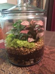 Closed Terrarium Closed Terrarium Plants Terrarium Terrarium Plants
