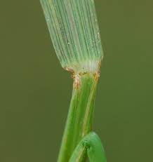 Image result for Sacciolepis indica