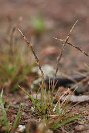 Image result for Tripogon