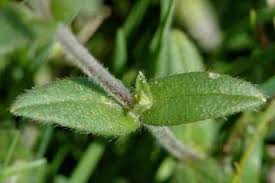 Image result for Caryophyllaceae