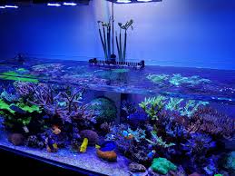 sps shallow reef tank mangrove meerwasser aquaristik aquaristik meerwasser