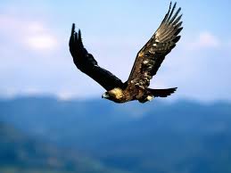 Golden Eagle Eagle Images Eagle Wallpaper Golden Eagle