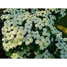 Image result for Cornus