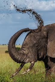 Pin Auf Animals Elephants